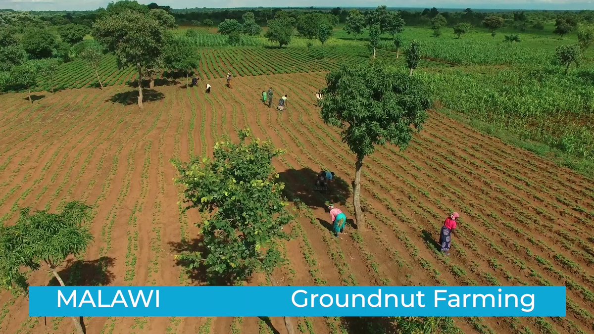 unwomenzw's tweet photo. In Malawi women, farmers have been capacitated to look at agriculture as a business through extensive training of agricultural extension workers in gender mainstreaming https://t.co/kExR17JnQs