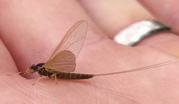 A new species of Irish mayfly, Baetis atlanticus, was recently discovered by our <a href="/EPAIreland/">EPA Ireland</a> ecologist Hugh Feeley &amp; confirmed by <a href="/bugsymac1/">Craig Macadam</a> of <a href="/Buzz_dont_tweet/">Buglife</a>; the first new Irish mayfly species in 120 yrs. New paper forthcoming in the Irish Naturalists' Journal (Vol. 37 (1))