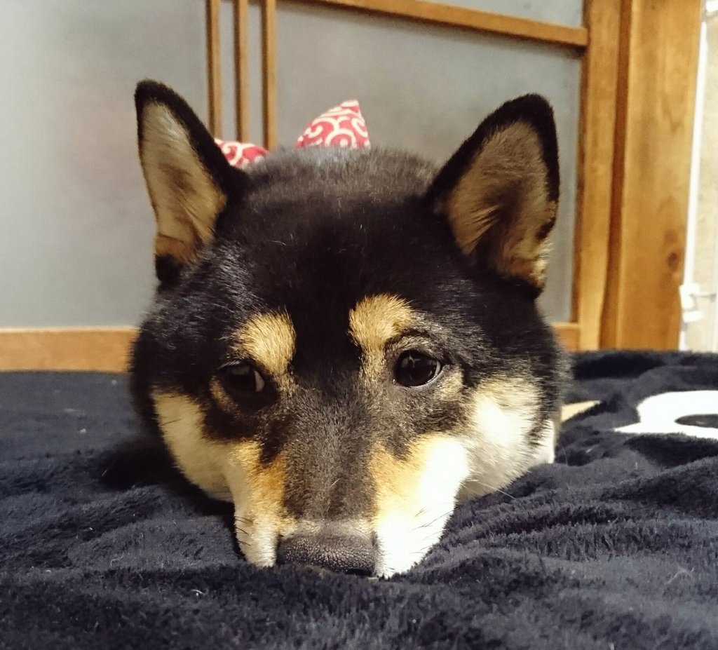 動物病院でお尻に注射をされ10歳くらい老け込んで見えるイッヌの悲壮感あふれる表情がこちらです 悟りの境地 w Togetter 動物病院でお尻に注射をされ10歳くらい老け込んで見えるイッヌの悲壮感あふれる表情がこちらです 悟りの境地 w Togetter