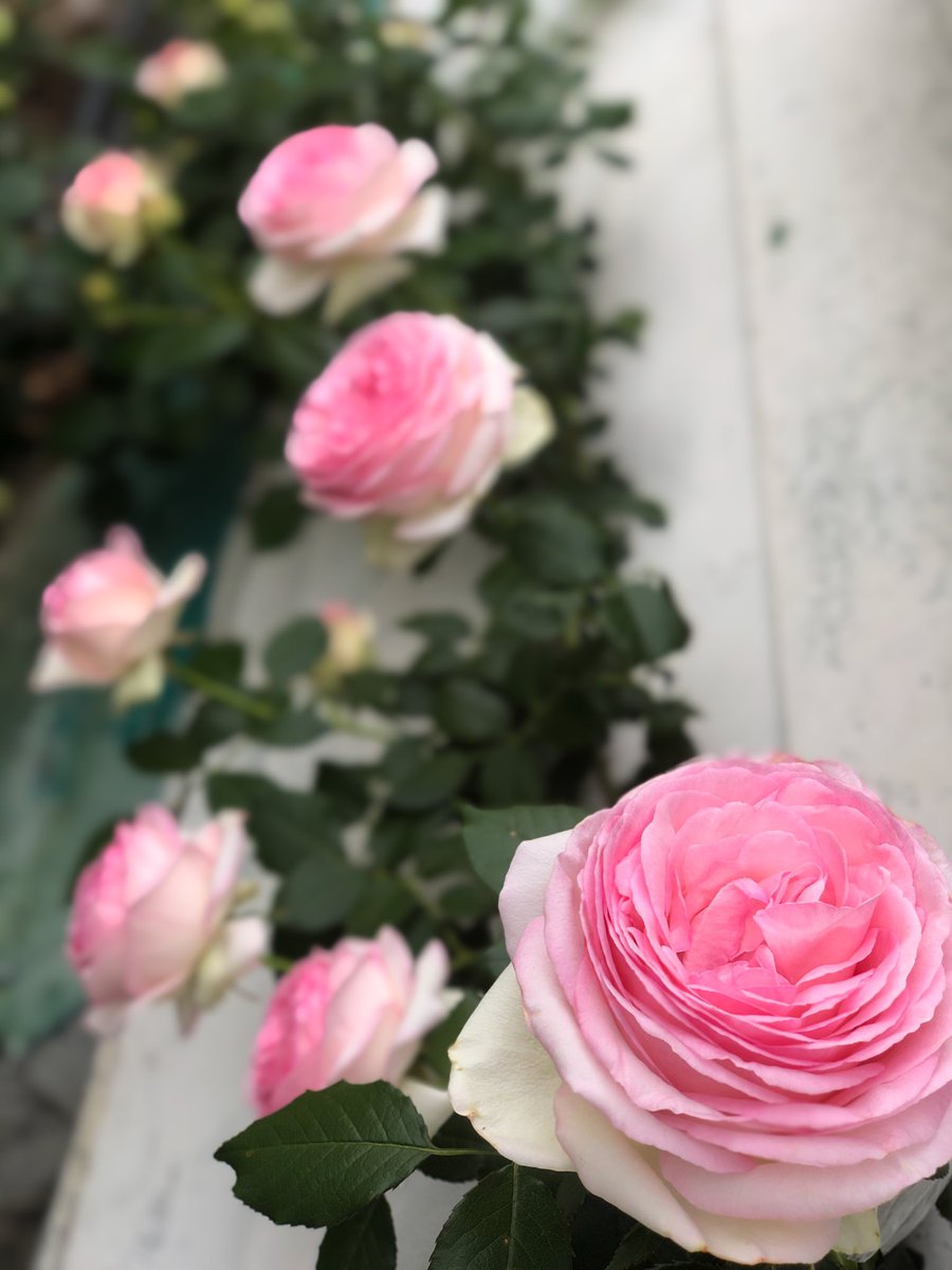 ワンダーパーラークラシカルメイドカフェの人 Twitter પર ワンダーパーラー の 美しい薔薇が咲き誇る バラ園付き別邸で 素敵な写真を撮りませんか Dmにて予約受付中