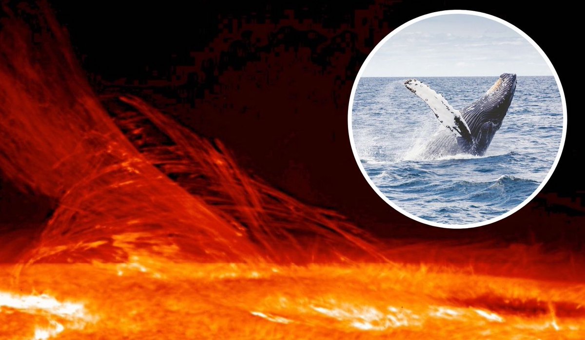 mediainaf's tweet image. #Balene #grigie accecate dalle #macchie #solari: l’intensificarsi del flusso radio della nostra stella sembra mandare in tilt il loro “sistema di navigazione”, e spesso finiscono per spiaggiarsi media.inaf.it/2020/02/27/bal… #spaceweather @NOAA @DukeU @CurrentBiology