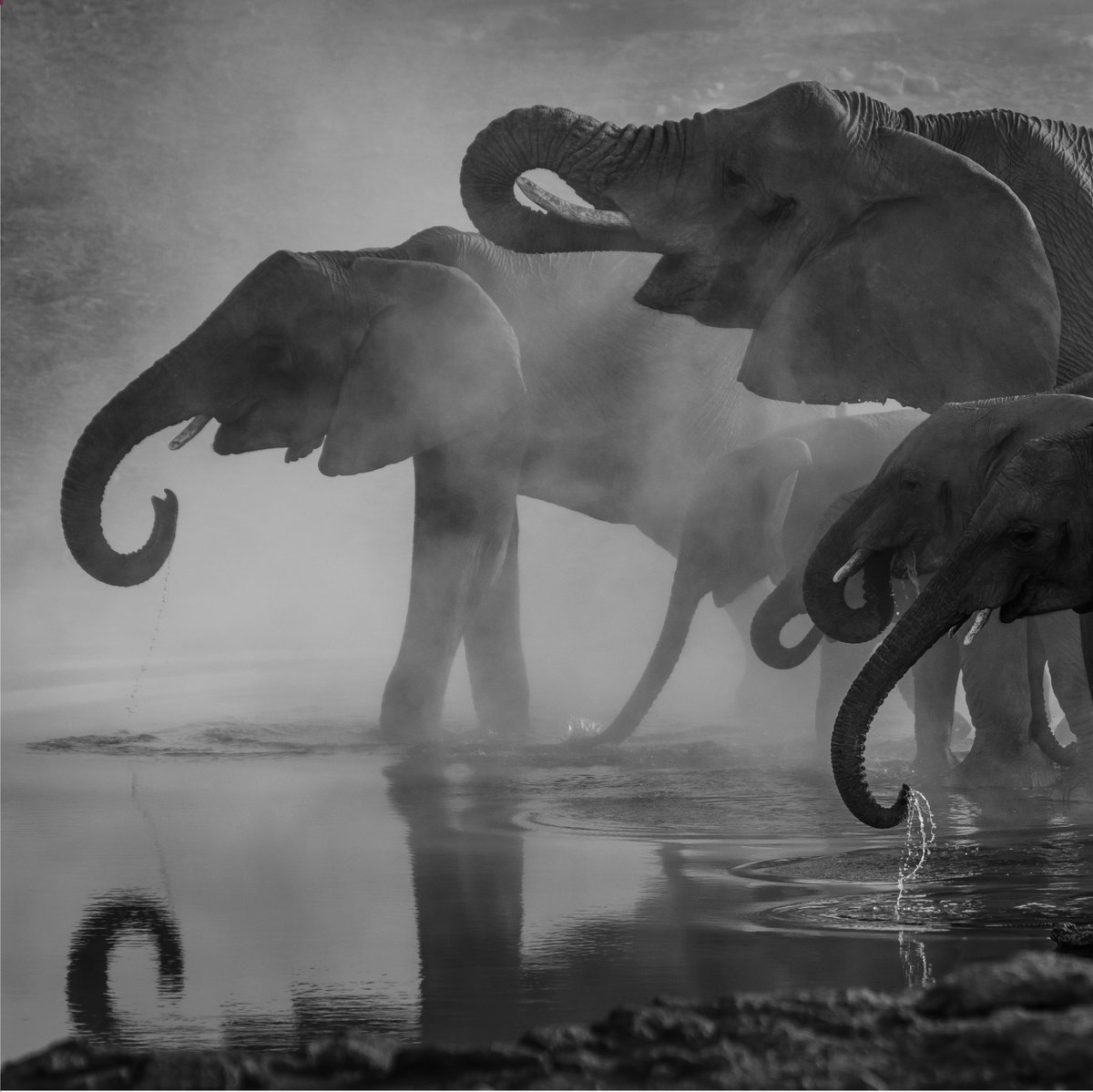 ConferenceLink1's tweet photo. Our elephant population has grown to over 22 000 from 7500 in 1995. We have the largest free-roaming black rhino population outside parks worldwide and largest free-roaming cheetah population. We have grown by coming together and creating change. Come have a look #Namibia https://t.co/jJuxnnTcmM