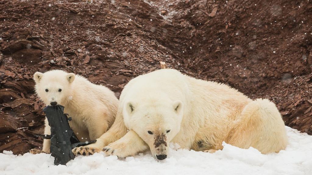 WildPlush's tweet photo. On #InternationalPolarBearDay, we are reminded why we introduced Eco Pals, to decrease plastic waste and create an awareness of the global plastics problem!  #polarbears #sustainability #beanecopal #ecopals

https://t.co/PxKpyBGdZj https://t.co/l3iNJysePy