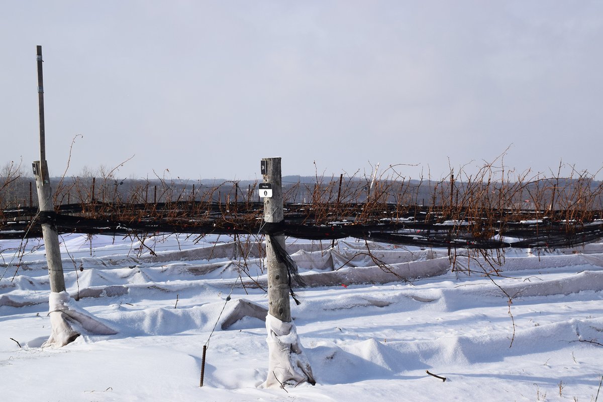 Now that Mother Nature has flipped the winter switch back on, here's a look at winter in the vineyard! #adamoestatewinery #winterinthevineyard