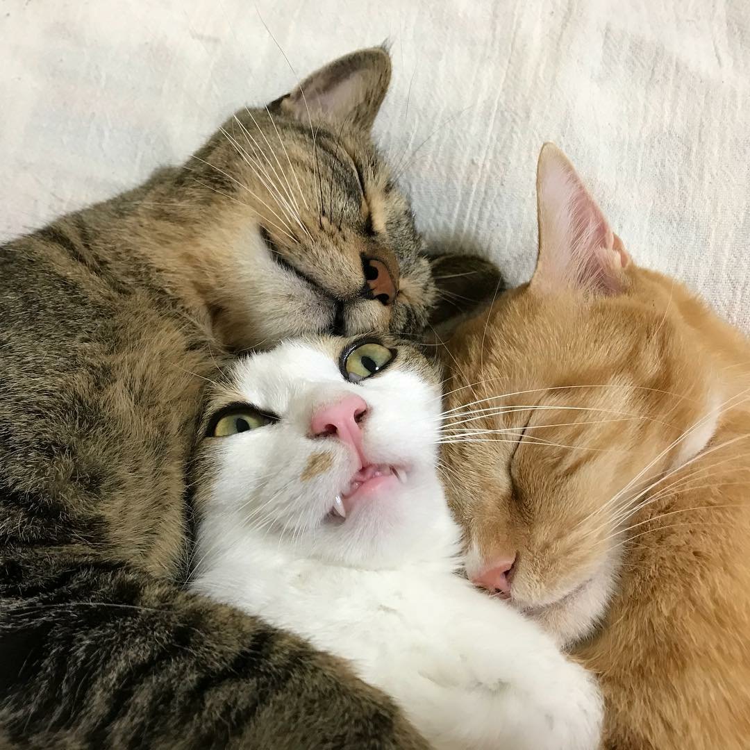 puschuu's tweet photo. when your friends stay over at your house.
#catlovers #CatsOfTwitter https://t.co/lRM60TTRNg