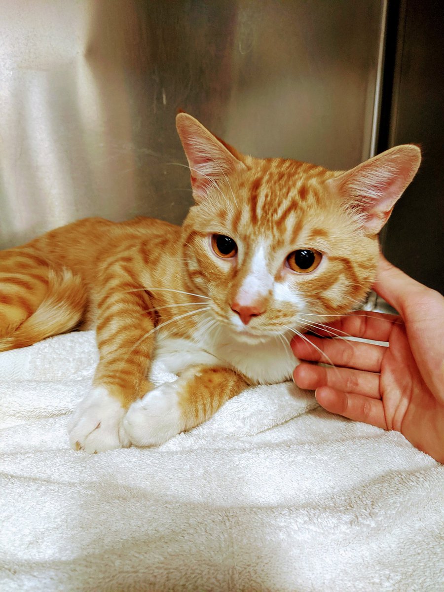 BFVCInpatient's tweet photo. Reggie is here bright and early ready for his procedure with Dr. Kanouse ❤️ https://t.co/SCAe4JbX3x
