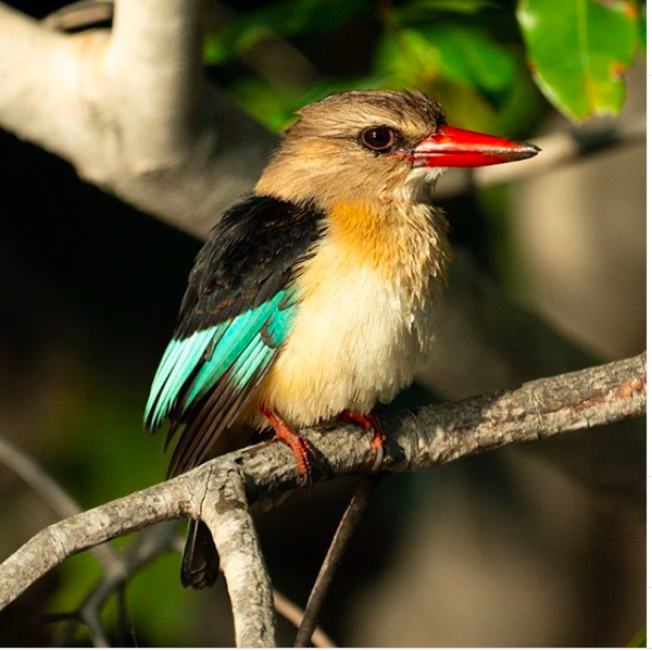 PiperandHeath's tweet photo. ✨🇧🇼🐦✨ Correct Dan! A Brown-hooded Kingfisher. They like to snack on geckos, small chameleons, snakes, fish, crabs and rodents. Monogomous, they breed in tunnels - usually in river banks. They love water and dense woodland. ✨ https://t.co/Ure446RDaD