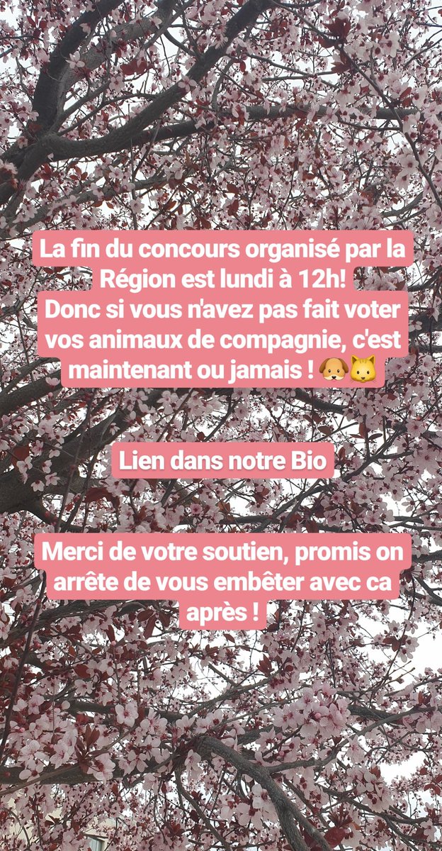 Eliosolartree's tweet photo. La fin du concours organisé par la Région est lundi à 12h!
Donc si vous n'avez pas fait voter vos animaux de compagnie, c'est maintenant ou jamais ! 🐶🐱

https://t.co/5rtvTTXAD4

Merci de votre soutien, promis on arrête de vous embêter avec ca après ! https://t.co/76v6DZIdHg