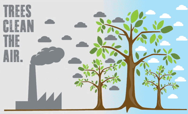 NewLeafPaper's tweet photo. A mature tree removes 70 times more air pollution than one that's still growing.  Save a tree and your lungs by using 100% recycled paper! #2020ImpactChallenge https://t.co/LdFvkEb3XO