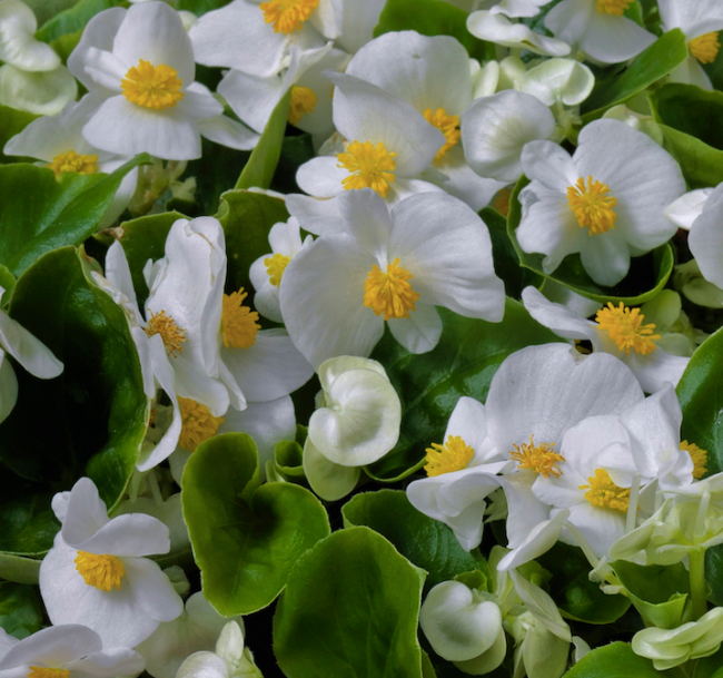 PlugplantUK's tweet photo. Begonia mini-plug plants. Pre-order for spring and choose the batch date https://t.co/ZWvmZFJgjv

#plugplants #lovegardening #lovenature https://t.co/cUglYltwYa