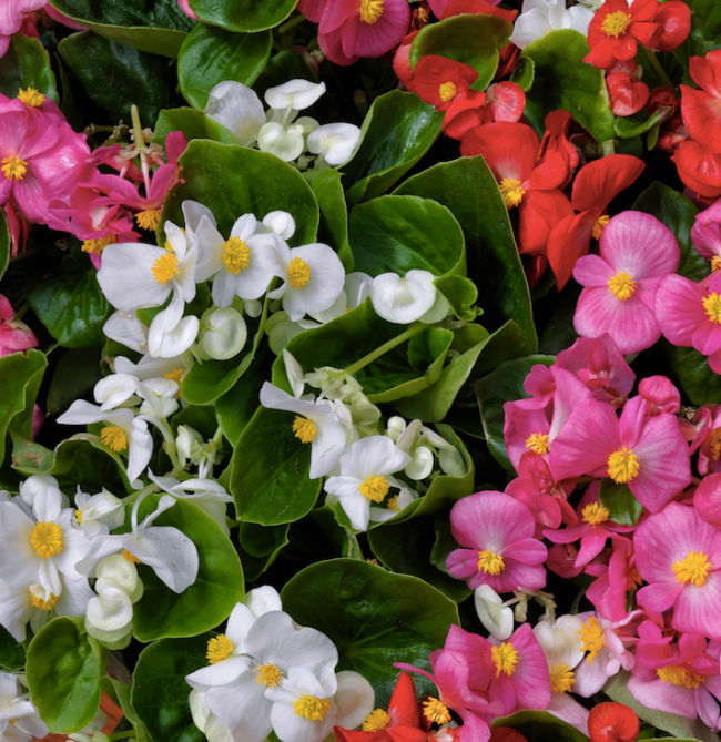 PlugplantUK's tweet photo. Begonia mini-plug plants. Pre-order for spring and choose the batch date https://t.co/ZWvmZFJgjv

#plugplants #lovegardening #lovenature https://t.co/cUglYltwYa