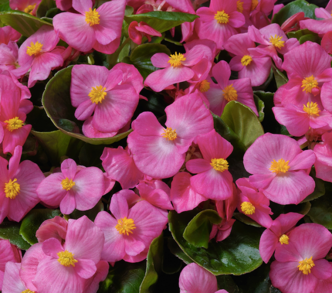 PlugplantUK's tweet photo. Begonia mini-plug plants. Pre-order for spring and choose the batch date https://t.co/ZWvmZFJgjv

#plugplants #lovegardening #lovenature https://t.co/cUglYltwYa