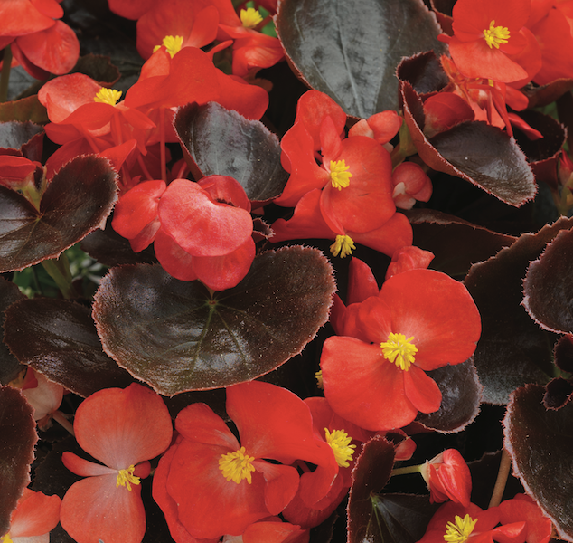 PlugplantUK's tweet photo. Begonia mini-plug plants. Pre-order for spring and choose the batch date https://t.co/ZWvmZFJgjv

#plugplants #lovegardening #lovenature https://t.co/cUglYltwYa