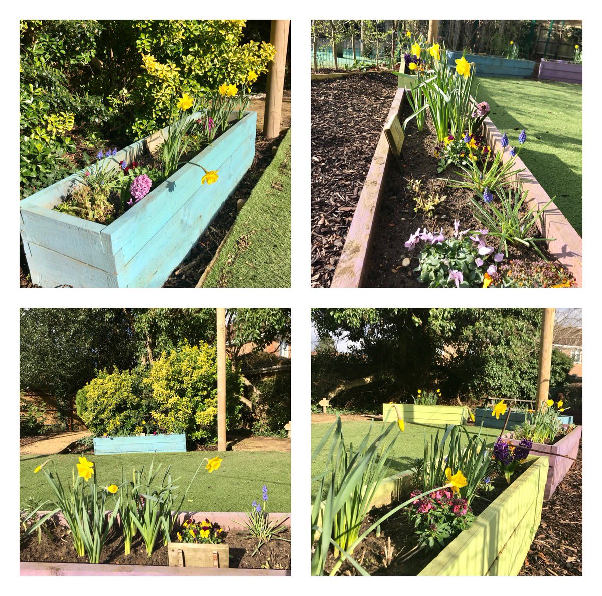 The Values Garden <a href="/OatlandsSchool/">OatlandsSchool</a> is looking glorious in the early spring sunshine 🌷☀️ #valuesschool #Springtime #beautifulcolours #calmspace #weybridge #oatlands #Surrey #trustinnature #nofilter