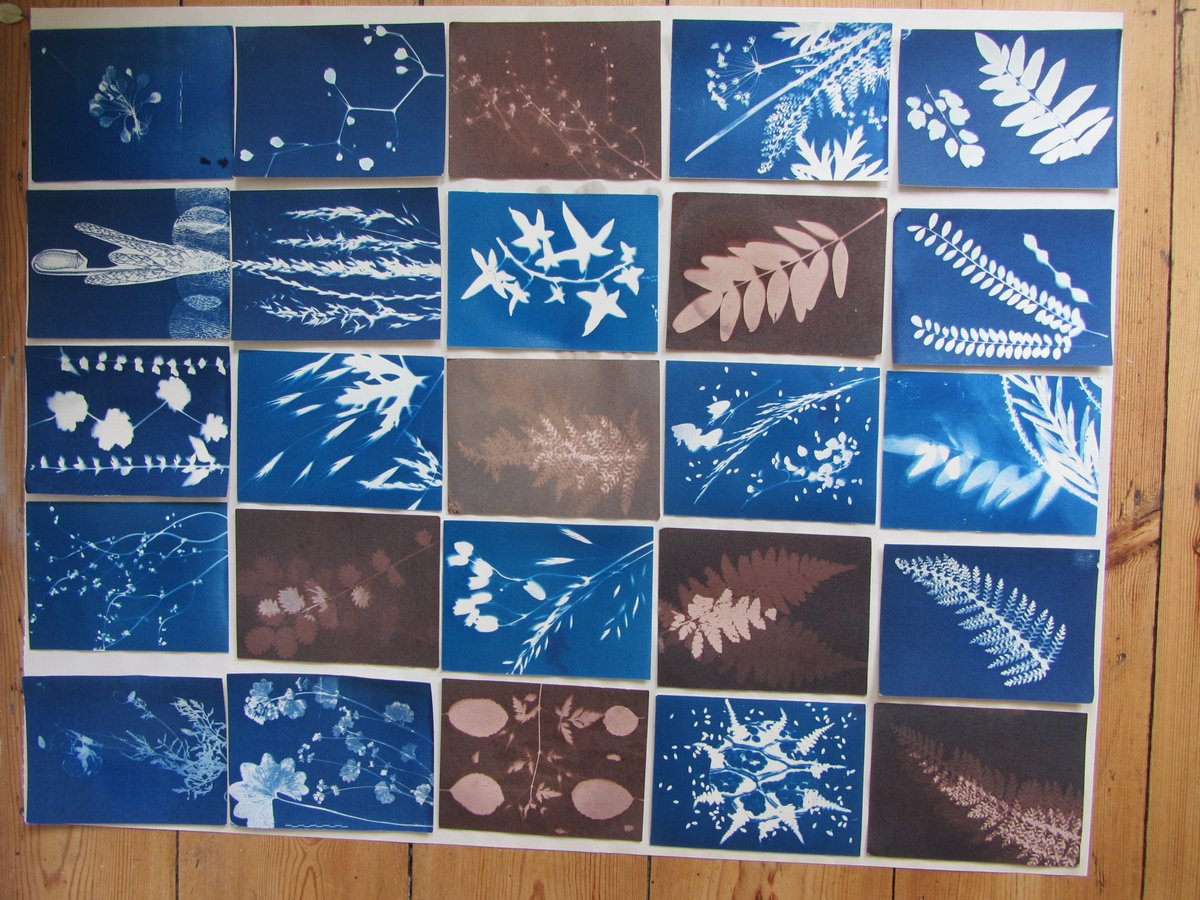 South London Botanical Institute tweet media