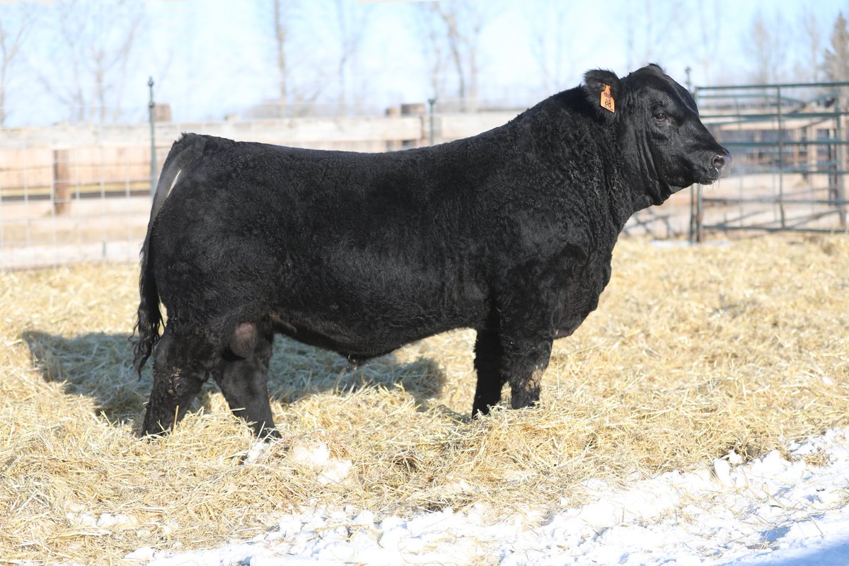 Bulls of this quality sell at the 17th Annual Westway/Deeg Simmental Bull Sale.
March  12th  - 1PM  @  the Olds Cow Palace 
Catalog: issuu.com/bohrsonmarketi…
Videos: vimeo.com/showcase/westw…