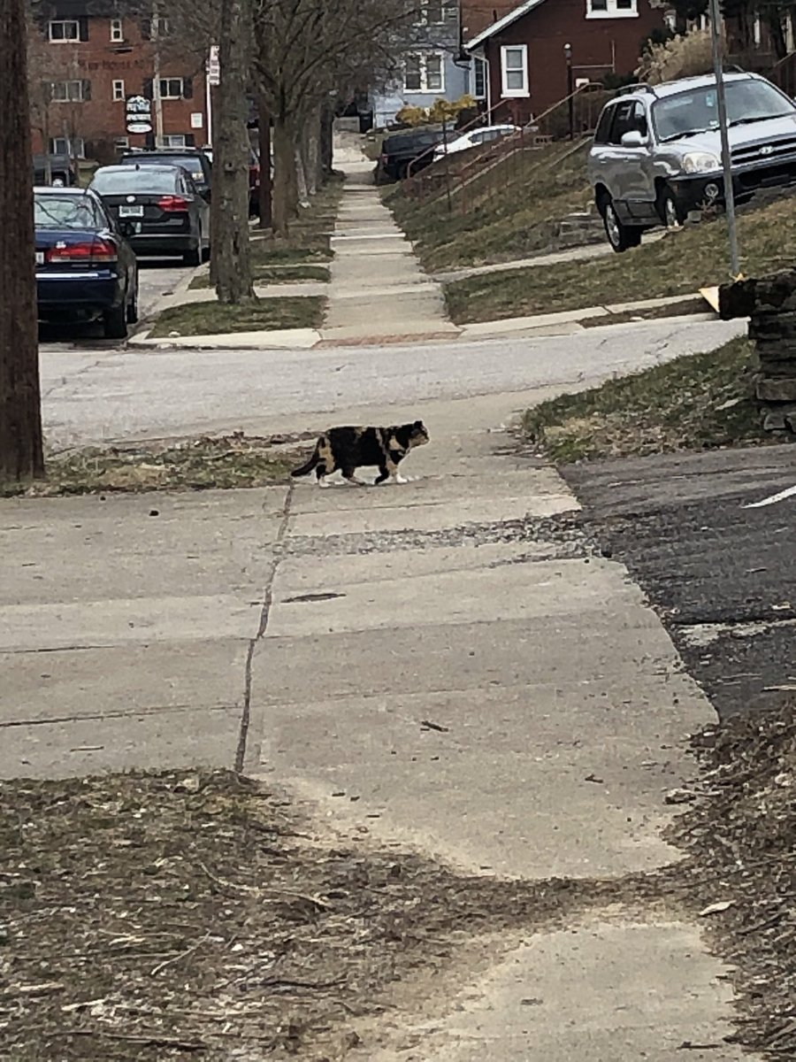 catsofuc's tweet image. SPOTTED: a magnificent calico seen on digby

submitted by: @princessjicca