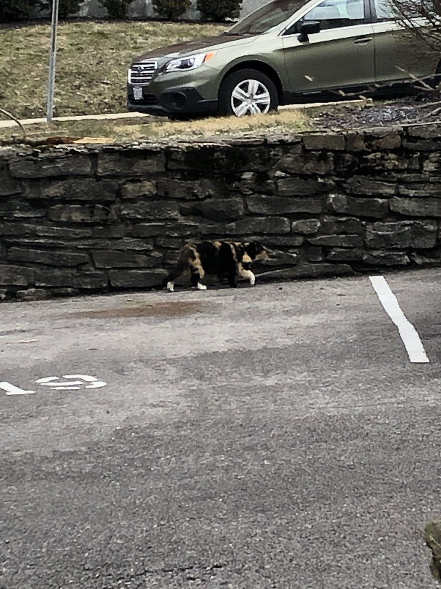 catsofuc's tweet image. SPOTTED: a magnificent calico seen on digby

submitted by: @princessjicca