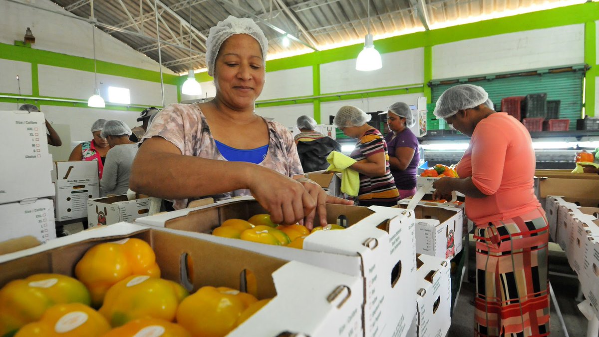 rtvd_4's tweet photo. "En 2019, las exportaciones agropecuarias fueron  2 mil 322 millones de dólares", #DaniloMedina. #Canal4RD #RTVD #4RDDanilo27F #Danilo27F https://t.co/XV83RdB02o