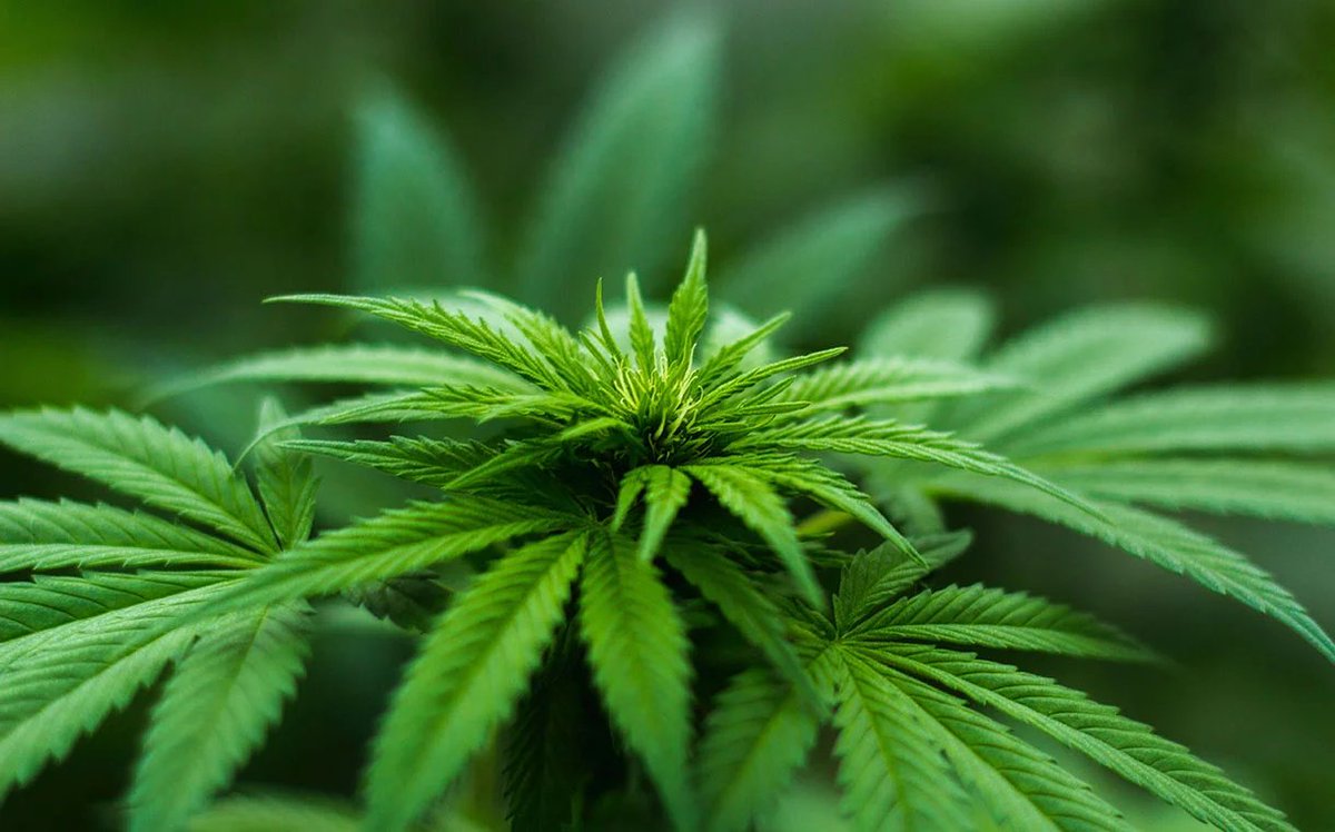 Mintel reveals #edibles are leading Canada’s legal #cannabis market foodbev.com/news/mintel-re…