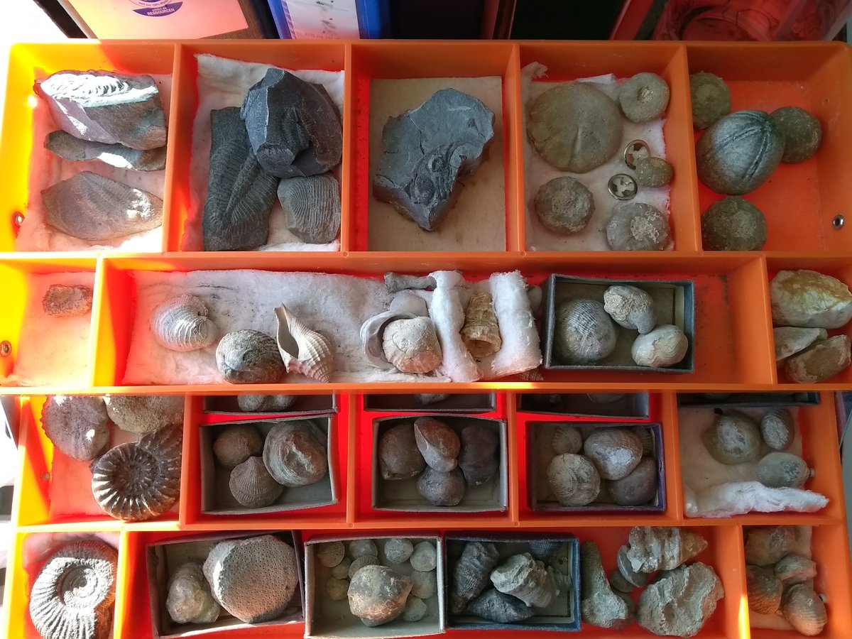 Just going through our fabulous collection of fossils just in time for #fossilfriday