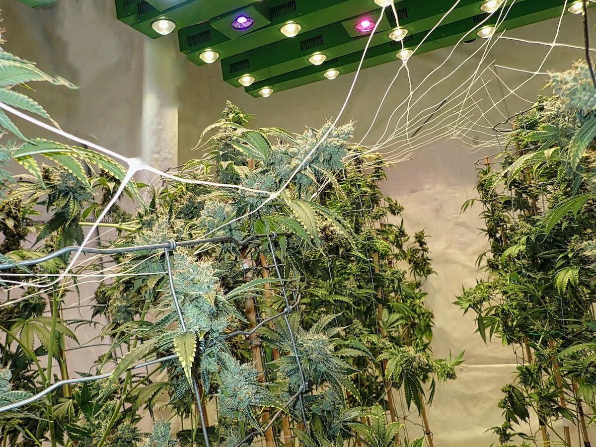 Green Fusion LED tweet media