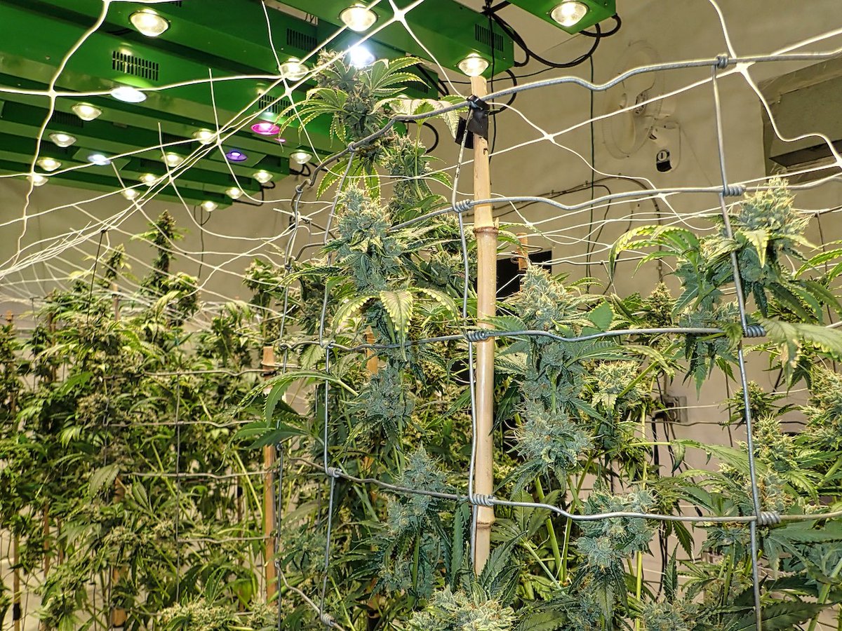 Green Fusion LED tweet media