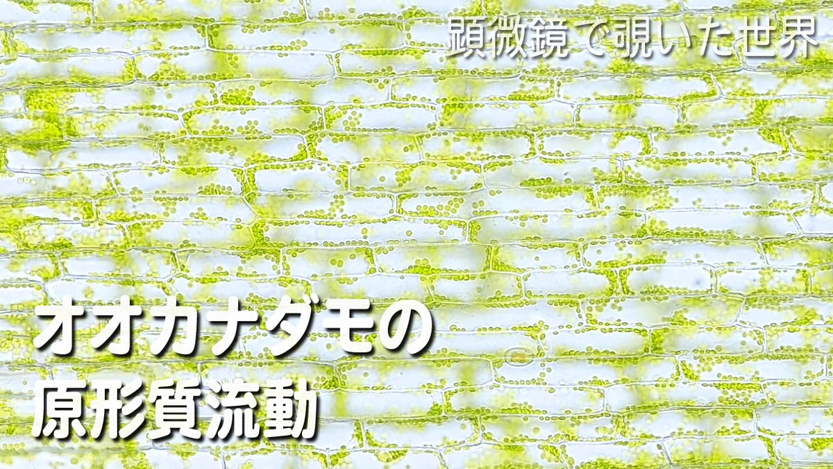 原形質流動とは 簡単に