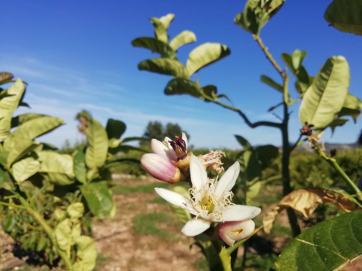 PegoNatura's tweet photo. Flor 🌸 🌸 #caviarcitrico #caviarcitrus #citeuscaviar  #Ciruelo #frutadelapasion #maracuya #manodebuda  #pegoilesvalls #pego #agricultura #agroturismo #natura 🌱 #naturelovers #pegonatura #huerto #fingerlimes #localfarmer #suportlocal https://t.co/UXNlWjIg7g