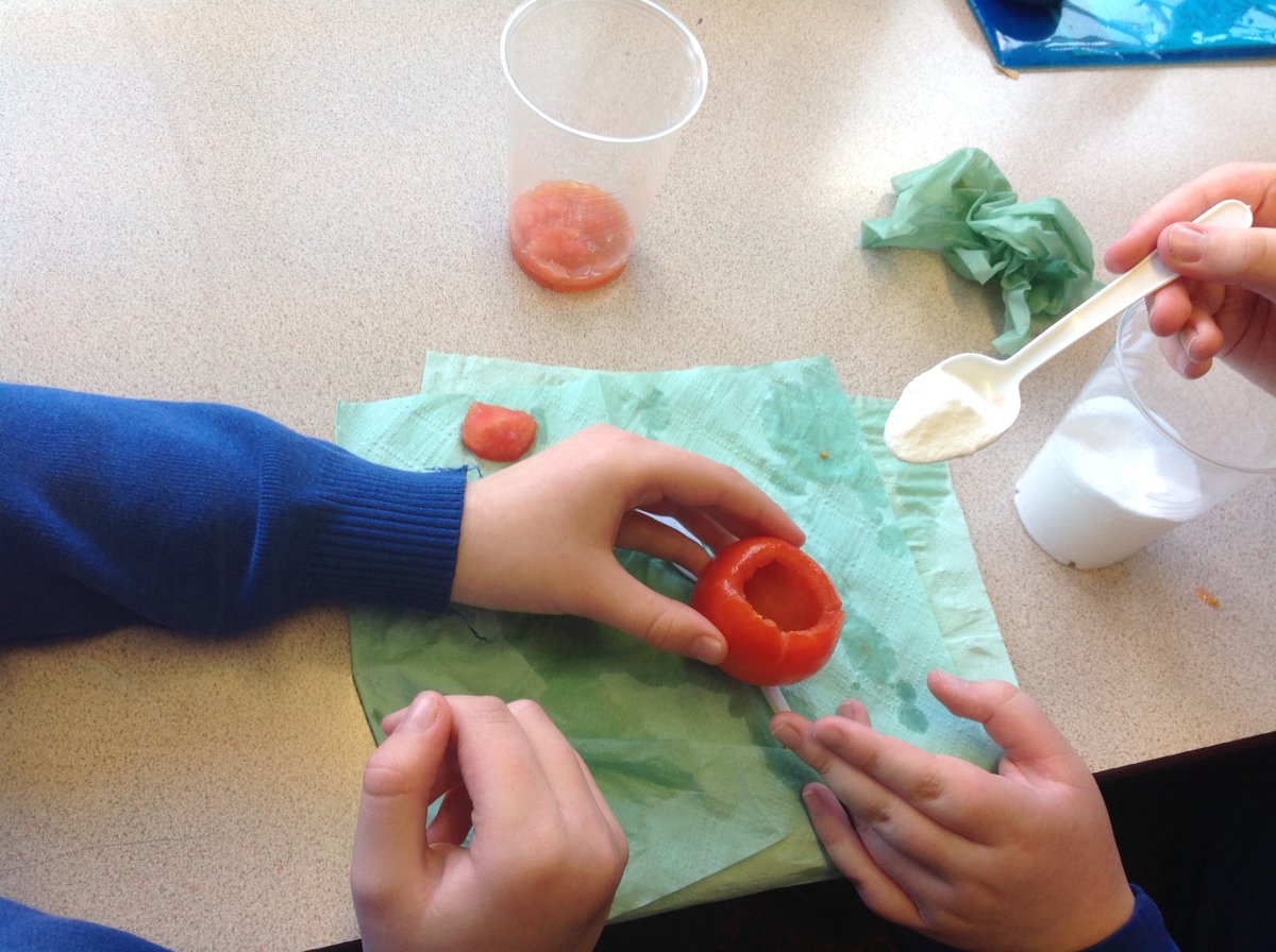 stmariesyear5's tweet photo. Mummifying a tomato https://t.co/Lo7Jo1QUfU