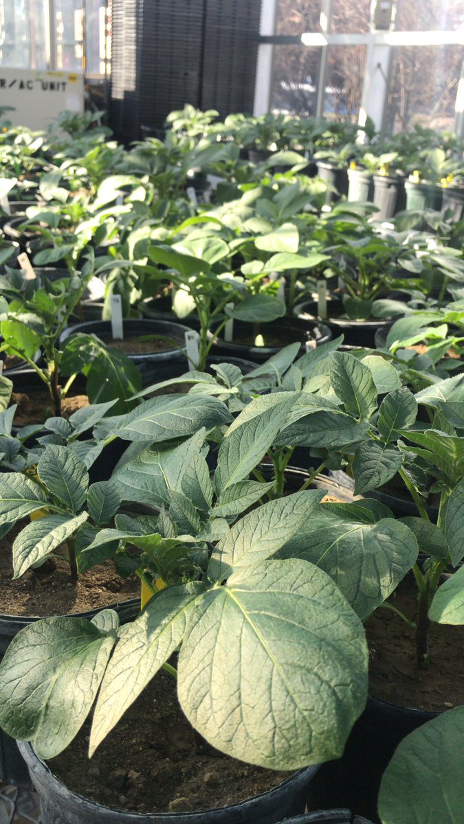It may be cold and snowy outside but in here it feels like summer #potato #greenhouse #plantsci #microbiome