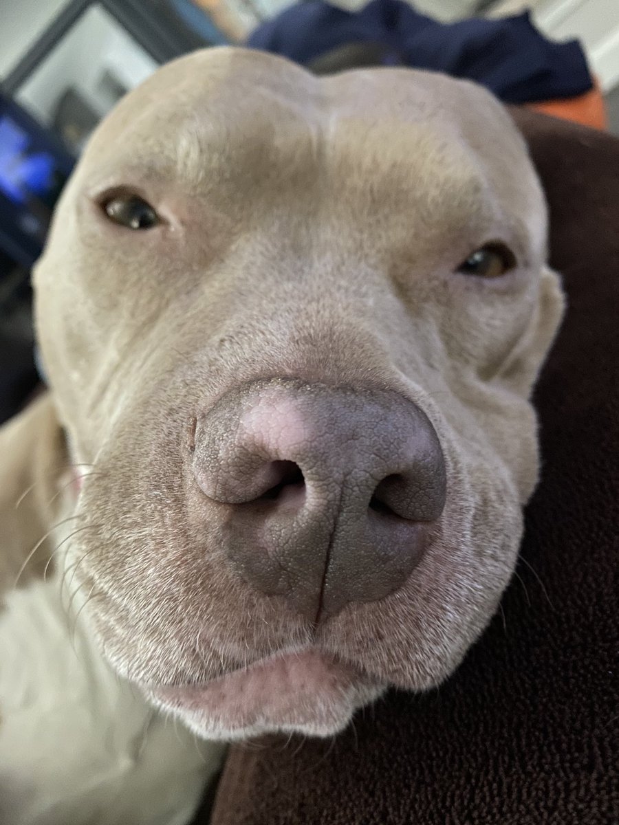 #ProudPitbullOwner #Pitbulls #DogsofTwittter #NoseyRosey