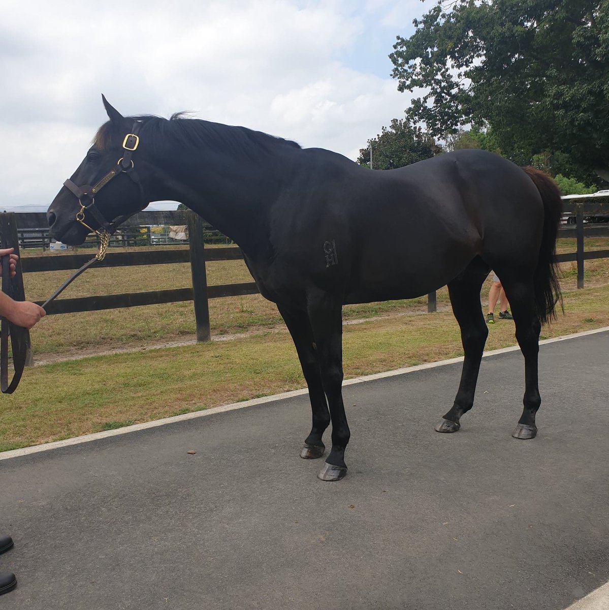 AusRacingTours's tweet photo. Another great day visiting @CambridgeStud and @WaikatoStud everyone so welcoming and sharing insight into their amazing facilities 💯🏇🏿#racingtour #NewZealand #lovenz https://t.co/RJTIfCGAHs