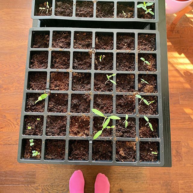 justugh9's tweet photo. From where I stand...
Watching over these seedling babies and waiting for the rest of them.
#gardengirls #vegetablegardening #flowergardening #organicgardening #urbangardeners #growyourownveg #growyourownflowers #growyourownfruit #zone7b #zone8a #needso… https://t.co/GWbT9PK3Pm https://t.co/5jtm6S2OnV