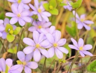 ダンディー ダンちゃん ﾃﾞｽ 令和2年2月28日 金 誕生花 ゲッケイジュ 左 全般の 花言葉 栄光 勝利 栄誉 誕生花 ミスミソウ 右 全般の花言葉 自信 はにかみ屋 誕生花 ヘリクリサム 右下 全般の花言葉