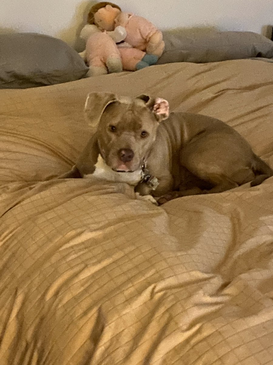 Hi there <a href="/dog_rates/">WeRateDogs</a> ! Think you can rate Nosey Rosey? :) Thank you!! :)