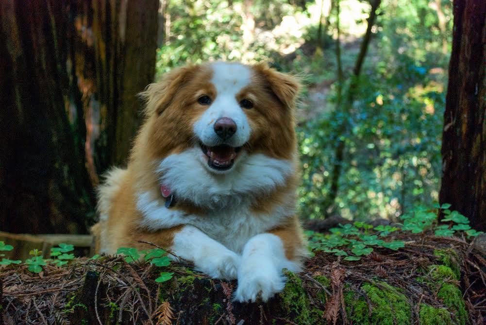 🐕🐕💕❤️🐕🐕