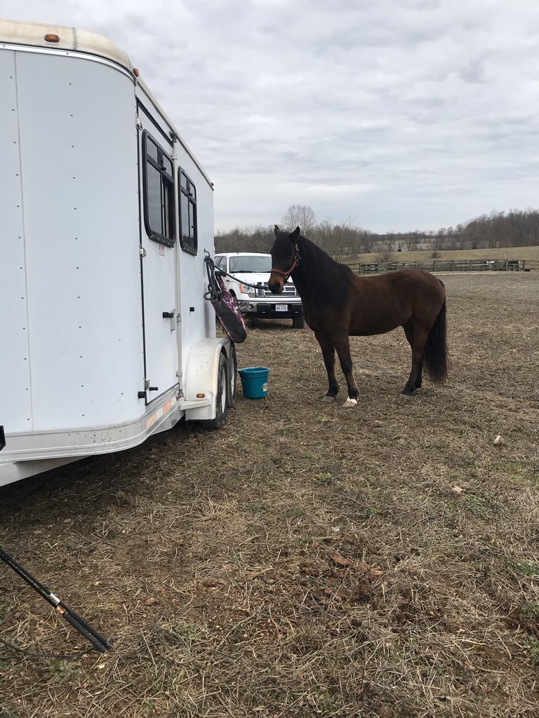 cornqueen13's tweet photo. This past weekend I took Charles to a clinic... he decided he didn’t like being tied to the trailer and somehow Unclipped his lead and went on an unsupervised tour of the facilities... and then nearly got sprayed by a skunk. I was mortified. We can never go back. https://t.co/O45fvf2qwk