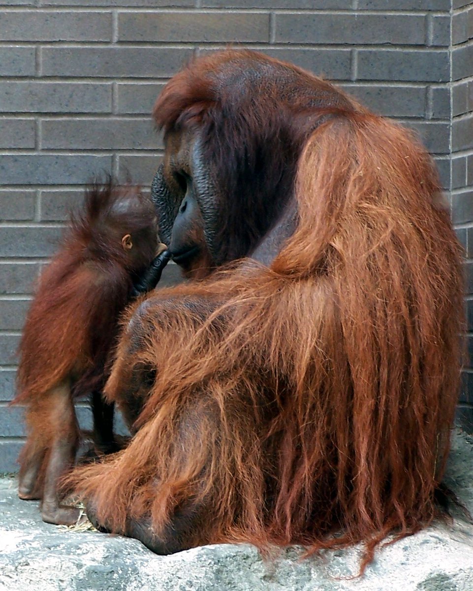 Who's ready for it?  The Erie Zoo opens for the season this Saturday!   Free admission, family activities and more! 10 AM #VisitErie #DoYouZoo?