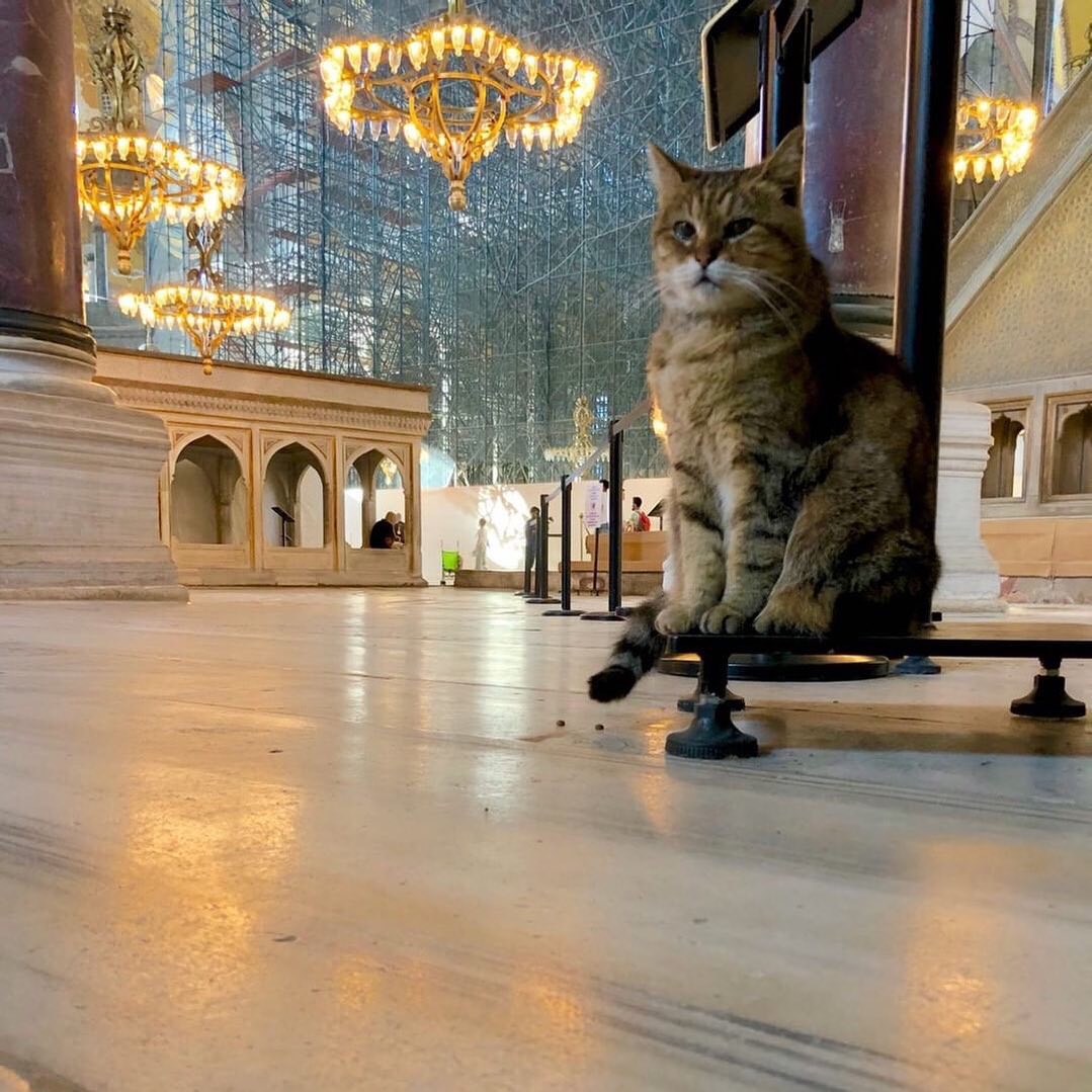 Турецкий город прославившийся кошками. Кот гли Стамбул.