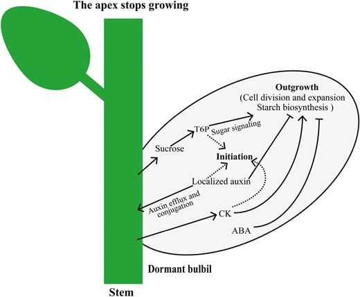 JXBot's tweet photo. Morphological and stage-specific transcriptome analyses reveal distinct regulatory programs underlying #yam (Dioscorea alata L) #bulbil growth https://t.co/B9S9za6qr3 https://t.co/EMjCHNrJxI
