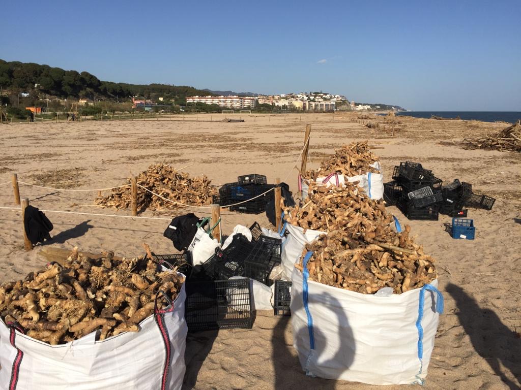 Download Decoracions platja daccio de gracies Desktop Wallpaper Free Decoracions Platja Daccio De Gracies