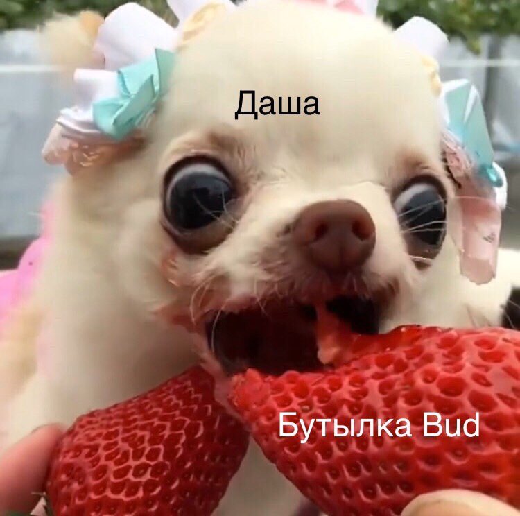 Дашуля Кузнецова (@kuznezovaaa) on Twitter photo 