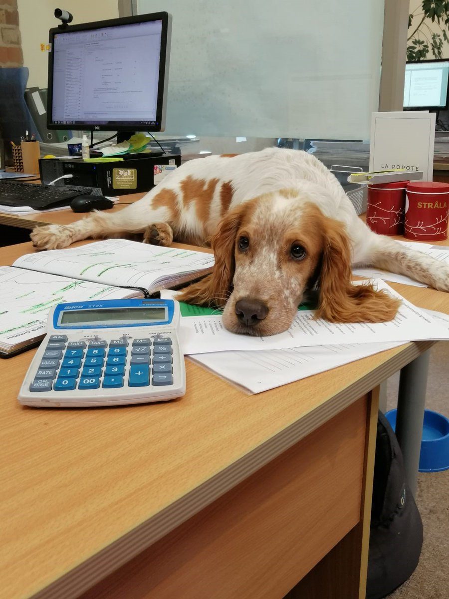 CalvinMarketing's tweet photo. Oh dear, it's almost the end of the month and Brodie is 'dog tired' after doing our accounts! #dogsofPR #pupped https://t.co/cSF6oJpUrY