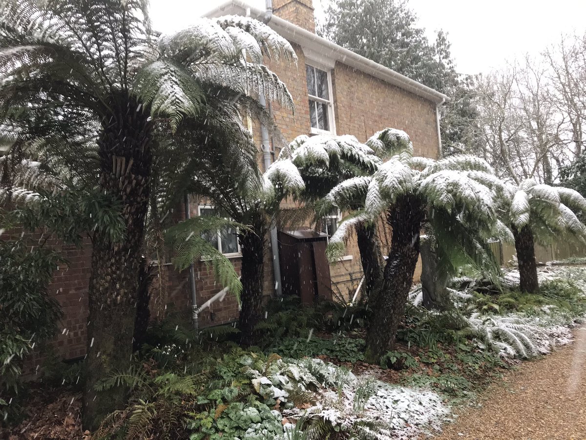 fernatix's tweet photo. First time this year ... fronds still look good from last season....they always look better with two year’s growth... https://t.co/4e25LipgXh