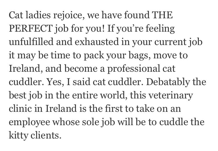 melmadara's tweet photo. a JOB where you can CUDDLE CATS?!?!?! https://t.co/NJgUIZyv1B