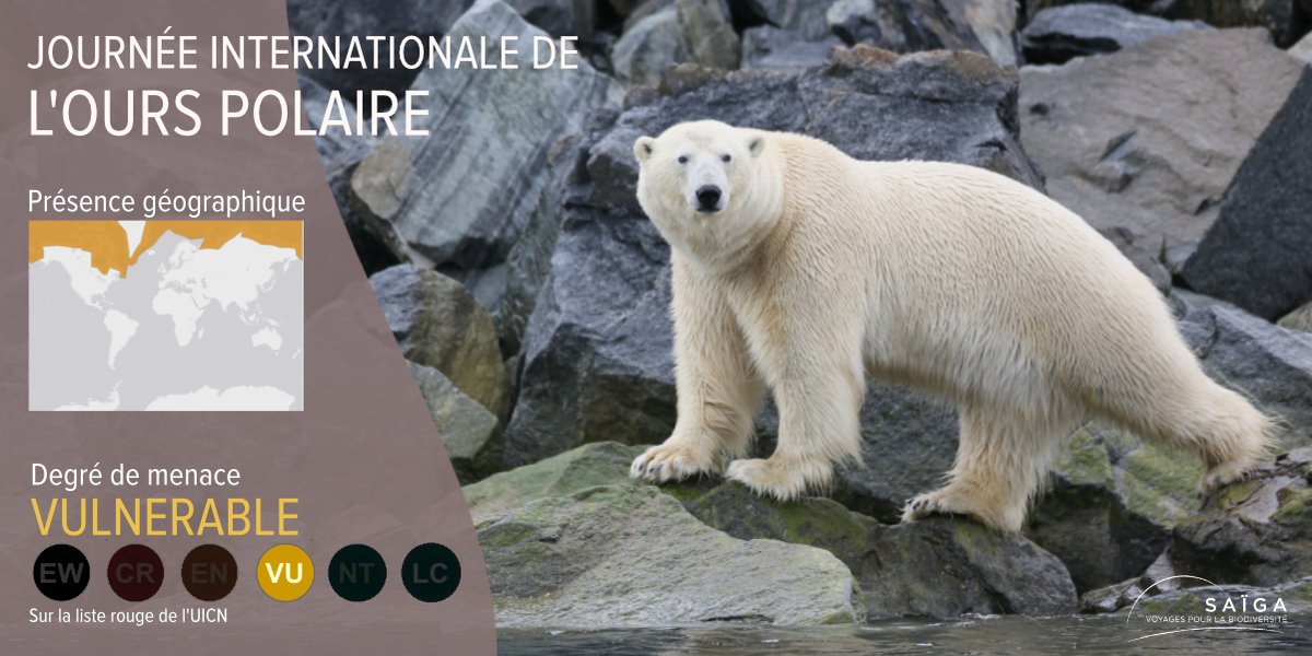 INTERNATIONAL POLAR BEAR DAY l Plus grand carnivore terrestre, l’ours polaire règne en maître solitaire sur l’arctique. Il est désormais menacé par le réchauffement climatique.

#PolarBearDay #PolarBear #Saiga