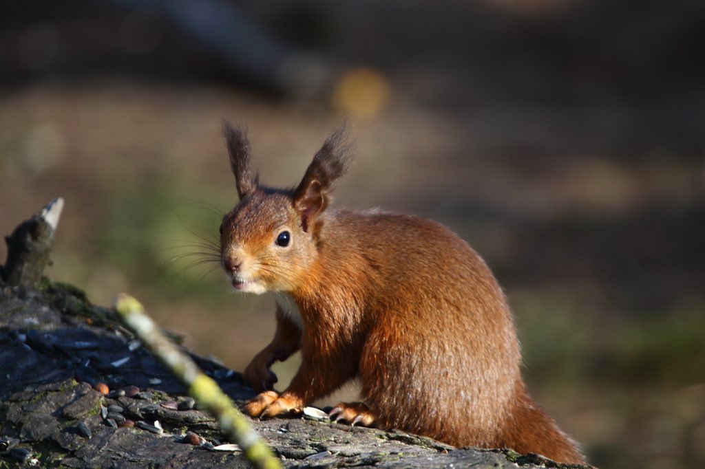 Lots of Red Squirrels about when I stopped for a lunch break today at Tentsmuir Forest. #redsquirrels #NaturePhotography #nature @brsquirrel <a href="/ScotSquirrels/">Saving Scotland's Red Squirrels</a> <a href="/SquirrelESI/">European Squirrel Initiative</a> <a href="/SquirrelAccord/">UK Squirrel Accord</a> @RedSquirrelsUtd