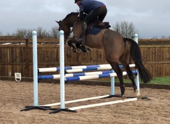 ParkfieldBreed's tweet image. A good day at school for the PFB kids today! Going to suggest they take teacher @FHEventing an Apple 🍎 tomorrow 😂
4yr old P Pumpkin 🎃 
5yr old P Folies Bergere (burger) 🍔 
6yr old Arabella PFB 
Burger doing her best to jump Flora off 😳