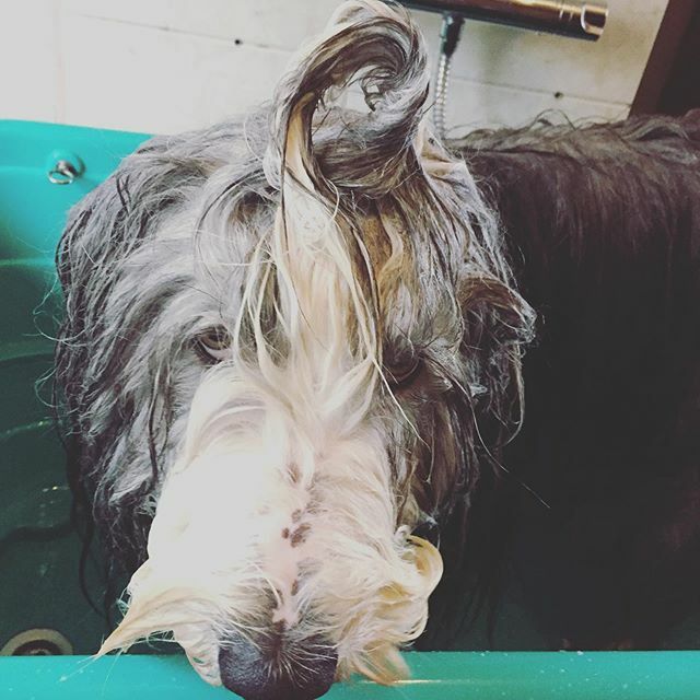 Dreamdog tweet media